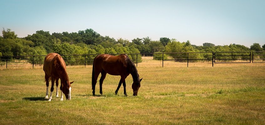 Horses grazing in pasture | Kelley K Photography
