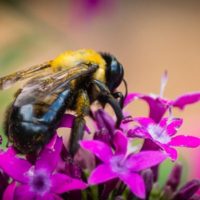 Bee on a Flower | Kelley K Photography