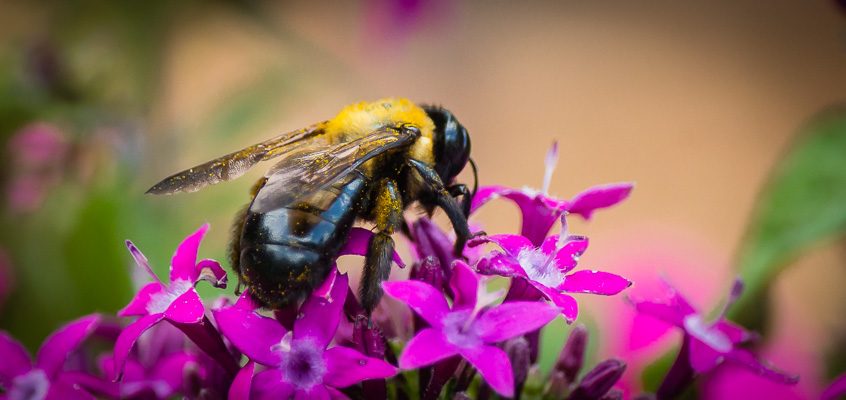 Bee on a Flower | Kelley K Photography