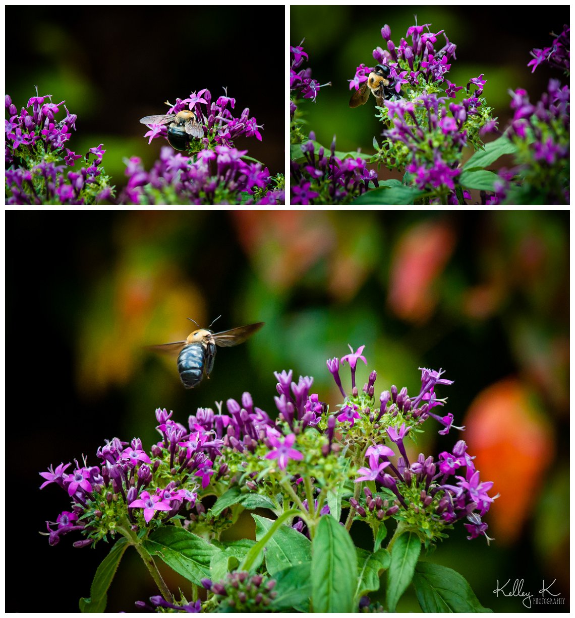 carpenter bees on flowers | Kelley K Photography