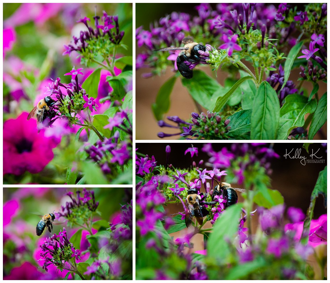 carpenter bees on flowers | Kelley K Photography