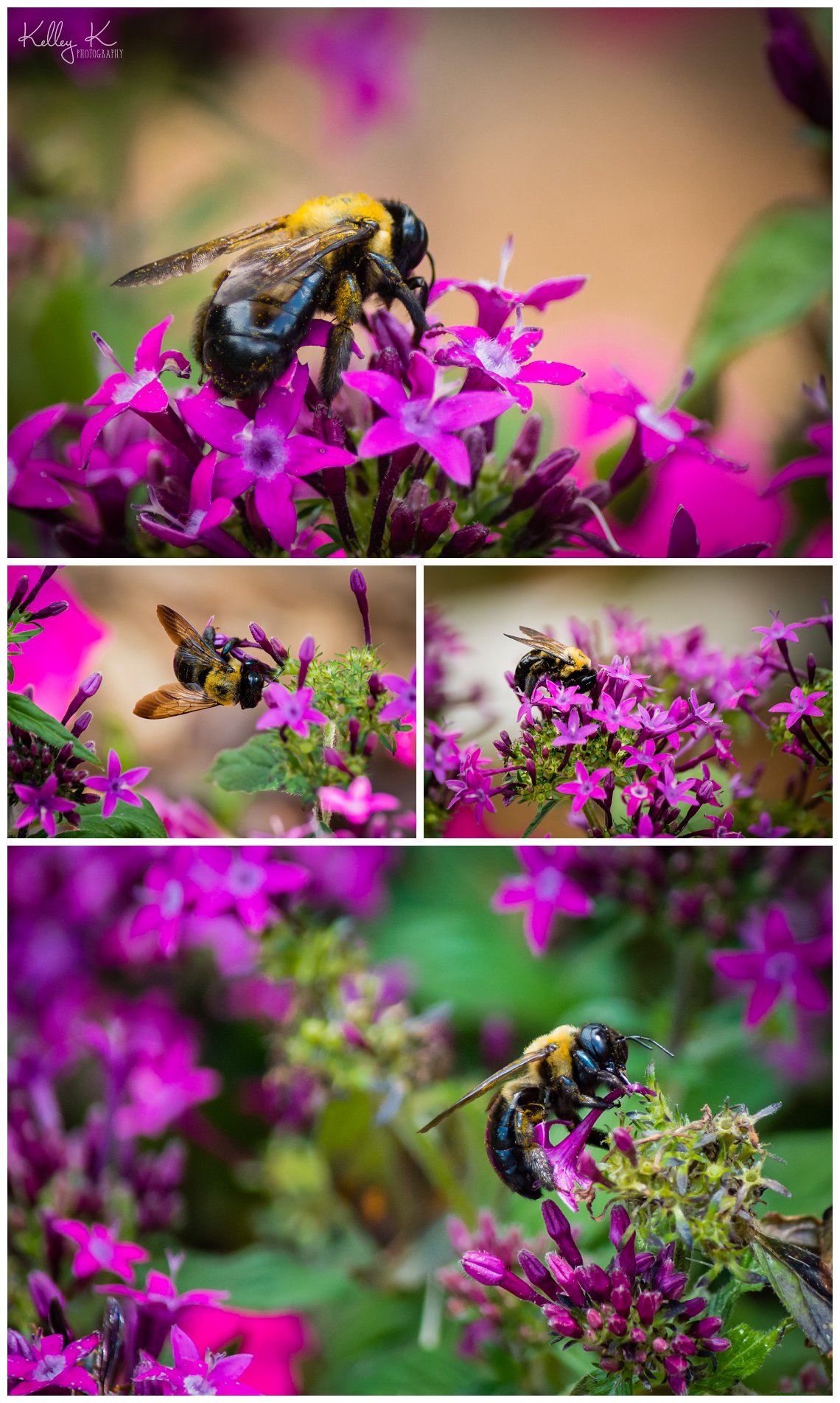 carpenter bees on flowers | Kelley K Photography