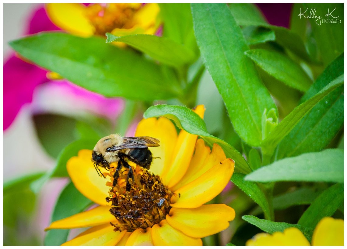 carpenter bees on flowers | Kelley K Photography