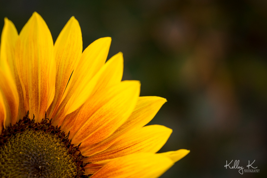Sunflower-macro-KelleyKPhotography-SmyrnaGA