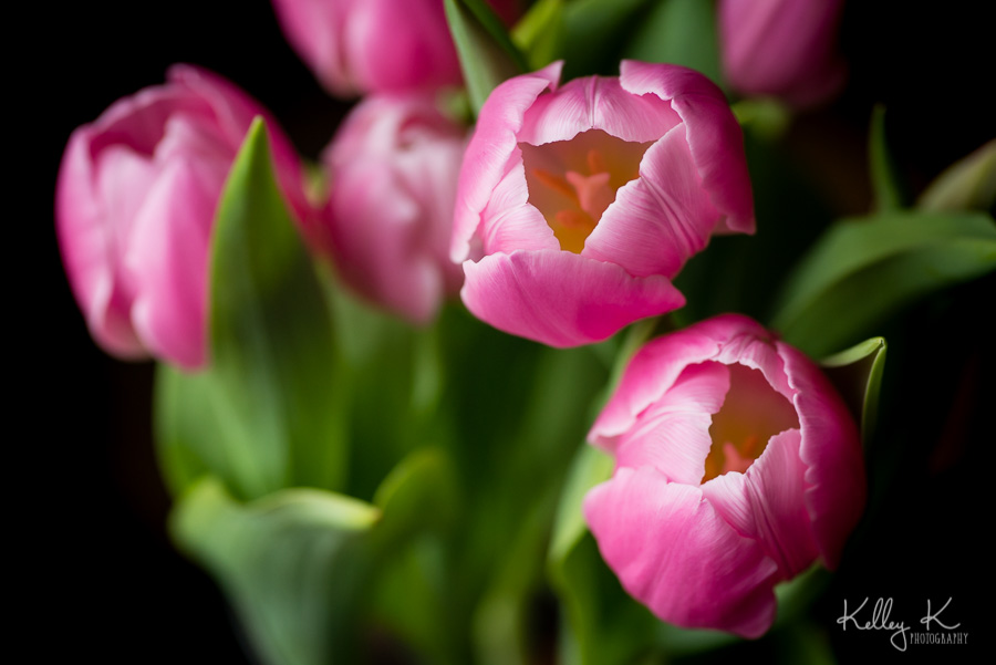 Pink-tulip-macro-KelleyKPhotography-SmyrnaGA
