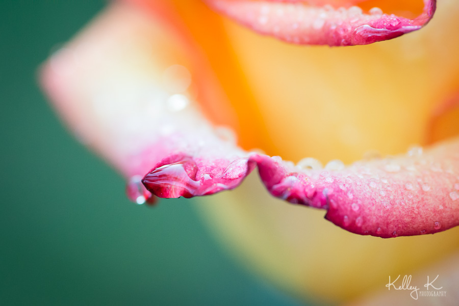 Rose-macro-yellow-pink-KelleyKPhotography-SmyrnaGA