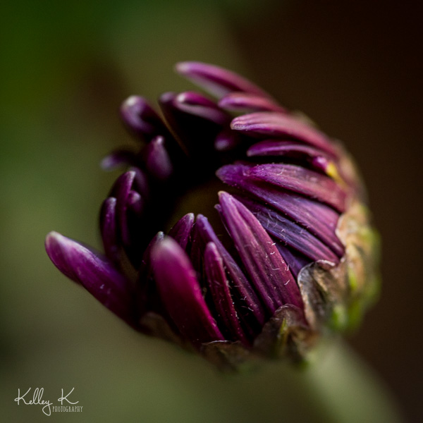 deep-purple-flower-bud-blooming-Instagram-size
