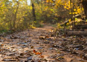Fine art image of fall leaves on dirt nature trail at sunrise