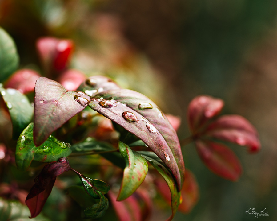 Fine art macro of rain drops on colorful nandina leaves