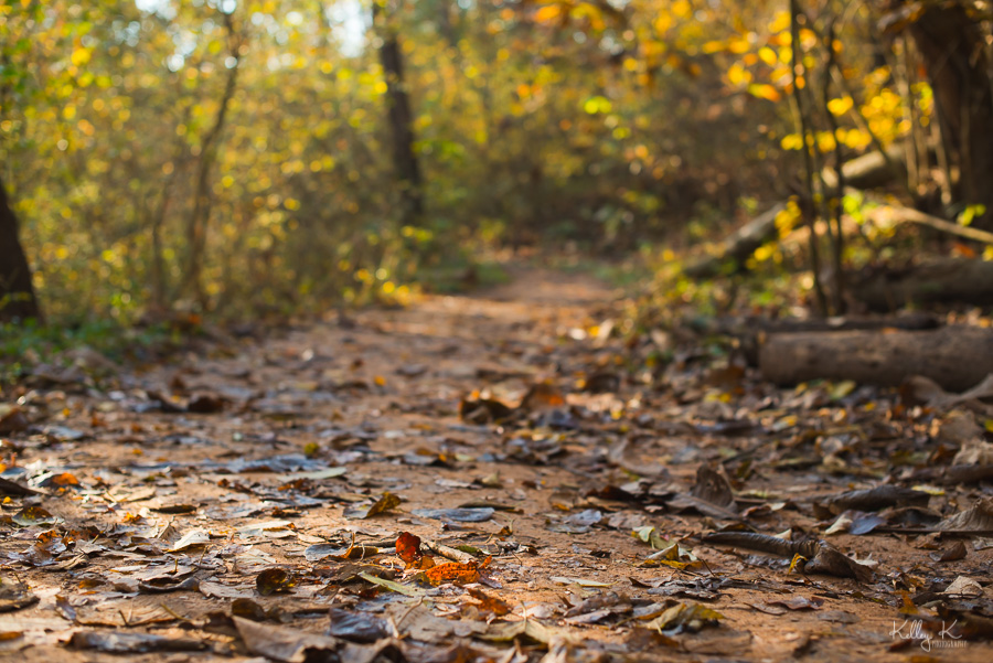 Fine art image of fall leaves on dirt nature trail at sunrise