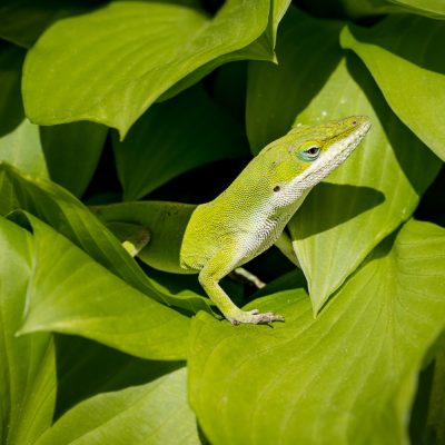 Fine art macro of green lizard on green leaves