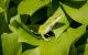 Fine art macro of green lizard on green leaves