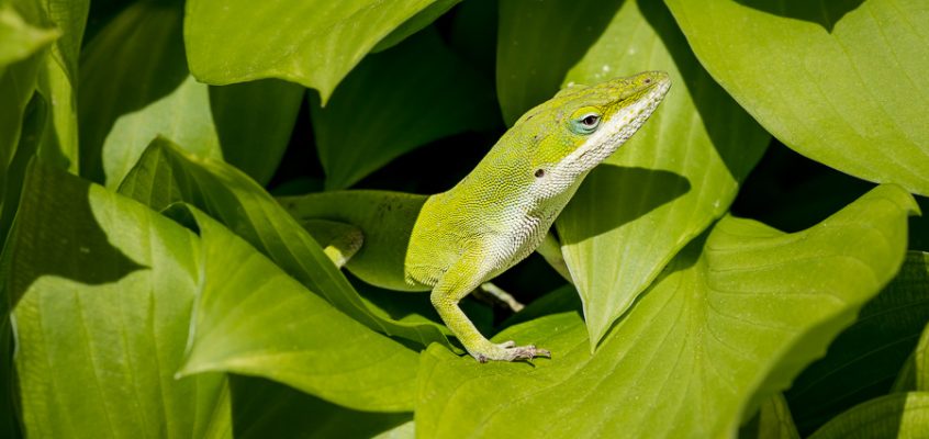 Fine art macro of green lizard on green leaves