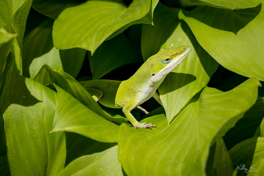 Fine art macro of green lizard on green leaves