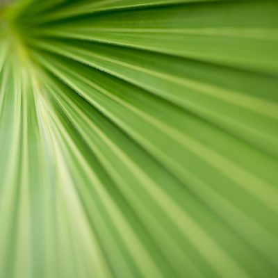 Fine art macro image of green palm frond