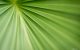 Fine art macro image of green palm frond