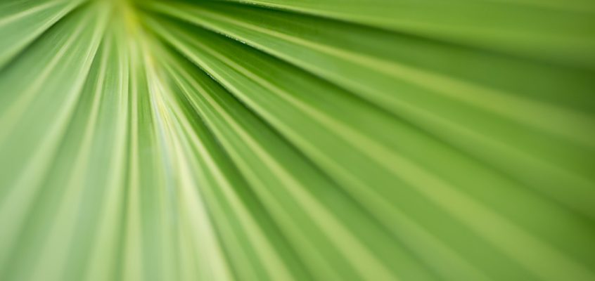 Fine art macro image of green palm frond
