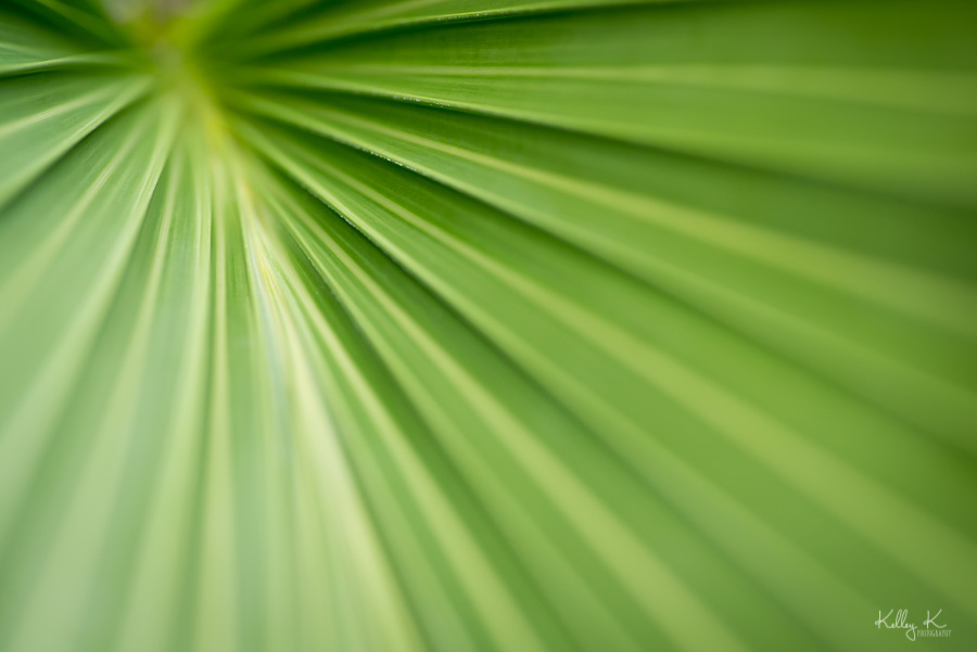 Fine art macro image of green palm frond