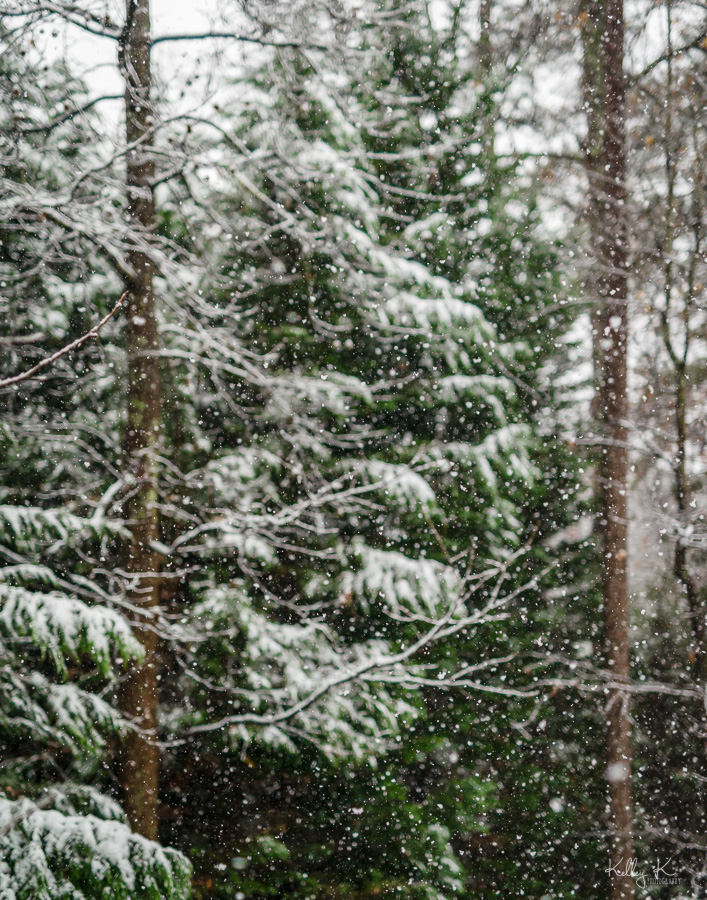 Evergreen trees during snow fall