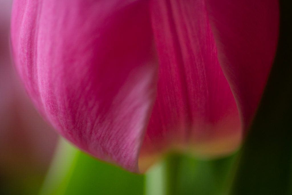 Pink tulip petal fine art 