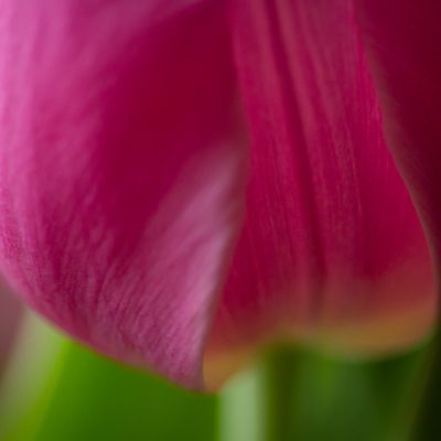 Pink tulip petal fine art
