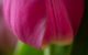 Pink tulip petal fine art