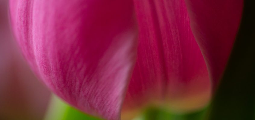 Pink tulip petal fine art