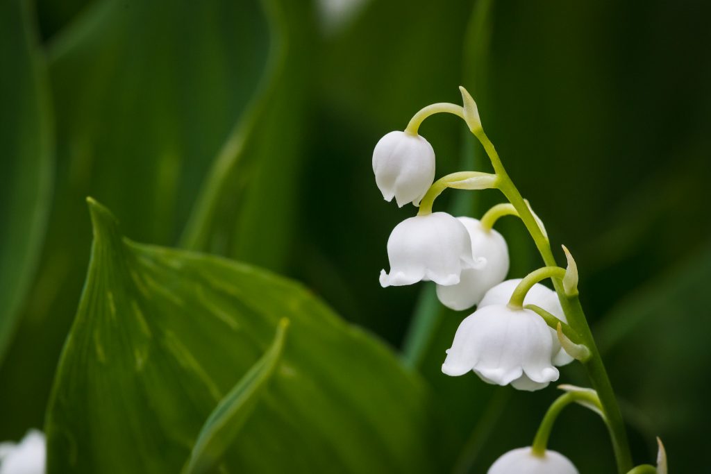 Macro photograph of lily of the valley flower