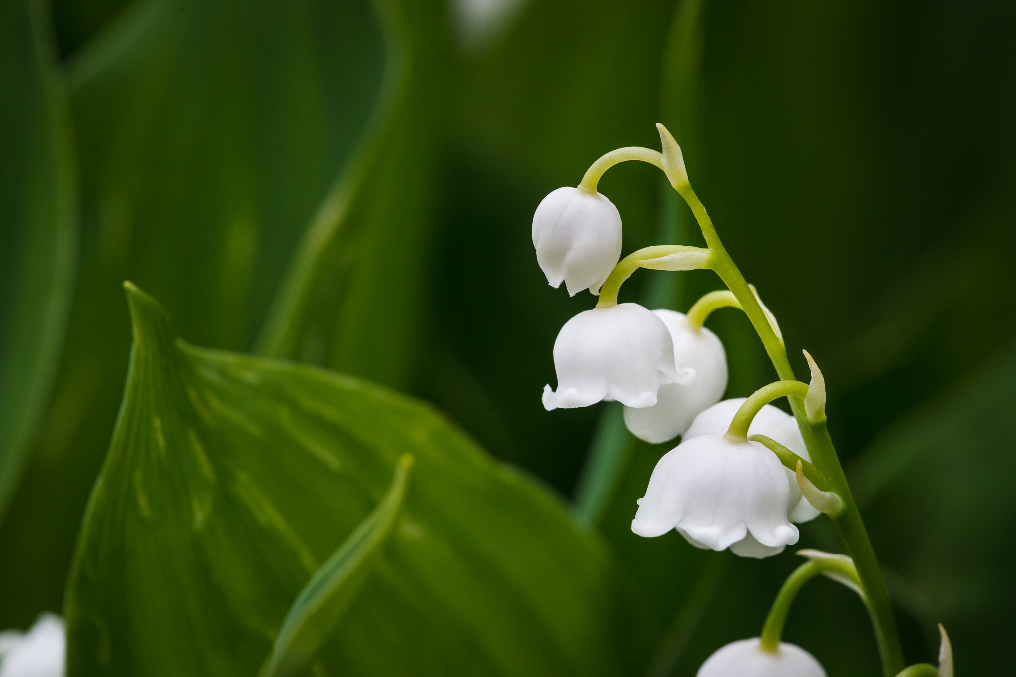 Macro photograph of lily of the valley flower