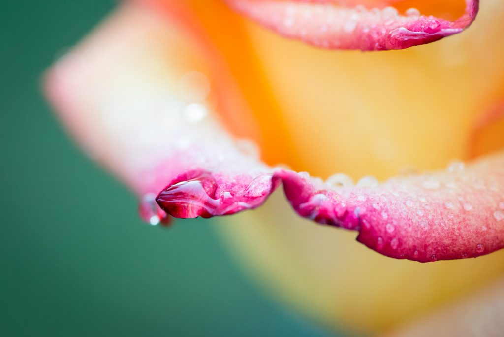 Water droplets on rose macro fine art photograph
